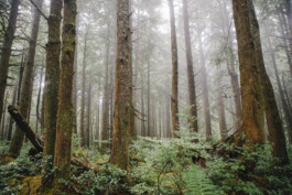 NATALIE PALOMA PHOTOGRAPHIE